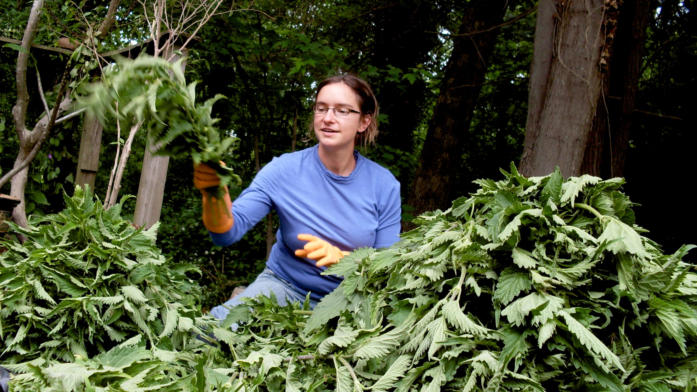 Woman wearing gloves and harvesting stinging nettle