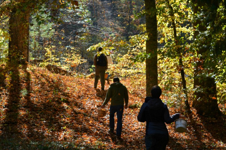 Alan Muskat, center, leads a group of customers on a mushroom and wild food walk in Pisgah National Forest near Brevard, North Carolina
