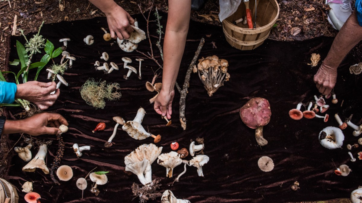 Mushrooms are placed on a cloth to be identified by Alan Muskat during a mushroom and wild food walk in Pisgah National Forest