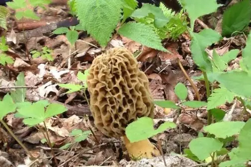 Morel and Ramp Tour Image