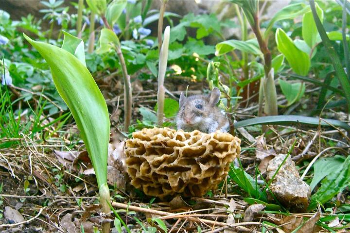 Morel and Ramp Tour Image