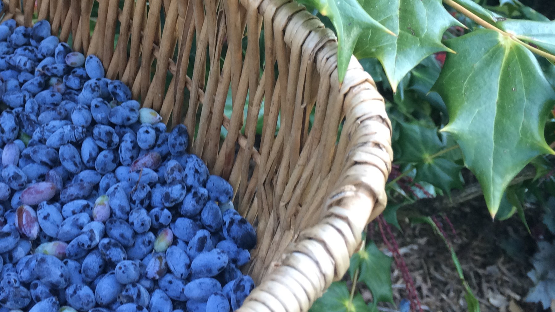 Oregon-grape-Version-2