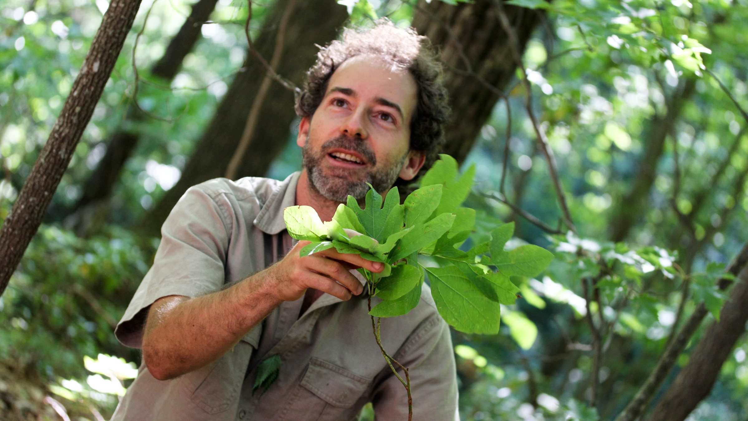 close up of sassafras