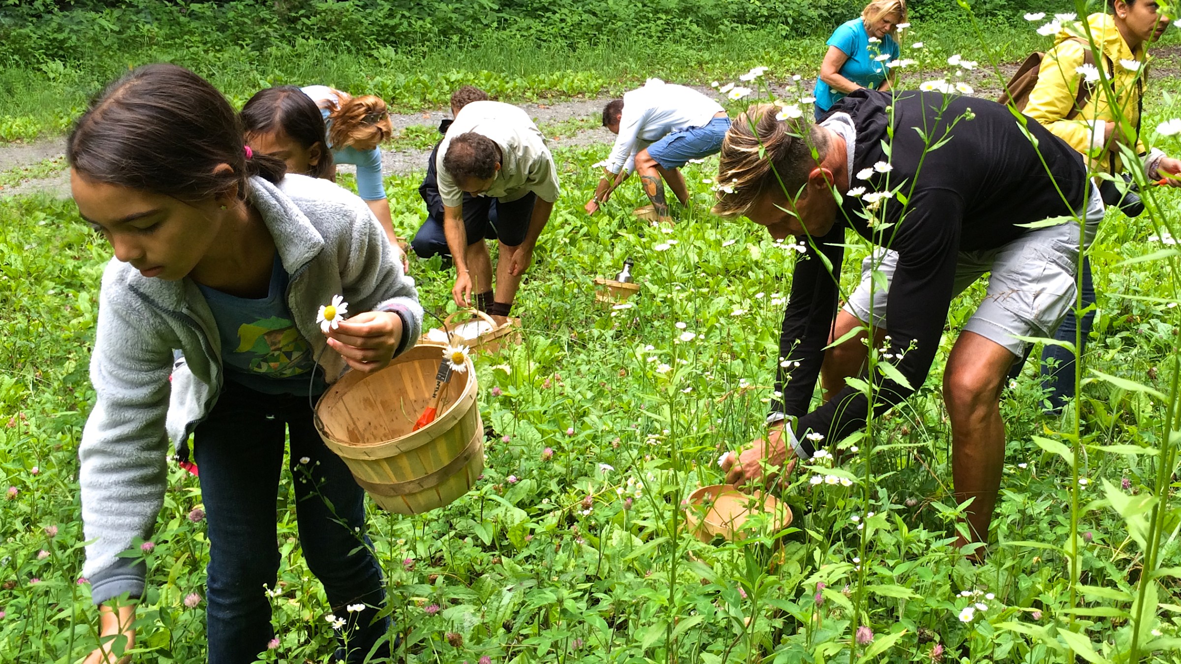 There are three varieties of bioluminescent mushroom found in North America that can all be found in Western North Carolina.