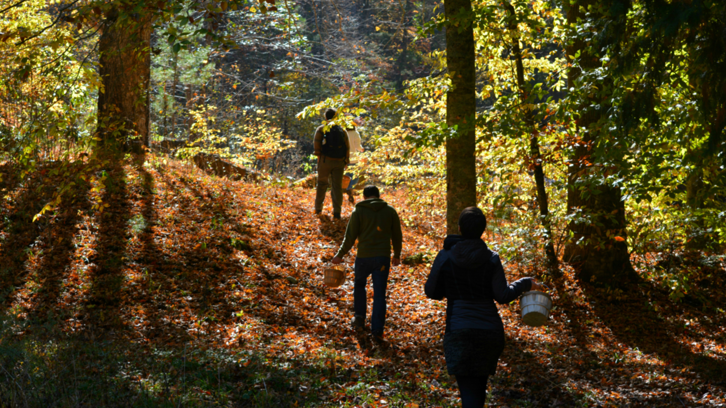 Alan Muskat, center, leads a group of customers on a mushroom and wild food walk in Pisgah National Forest near Brevard, North Carolina