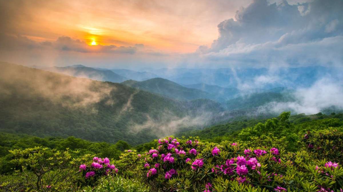 landscape of rhododendron and mountains