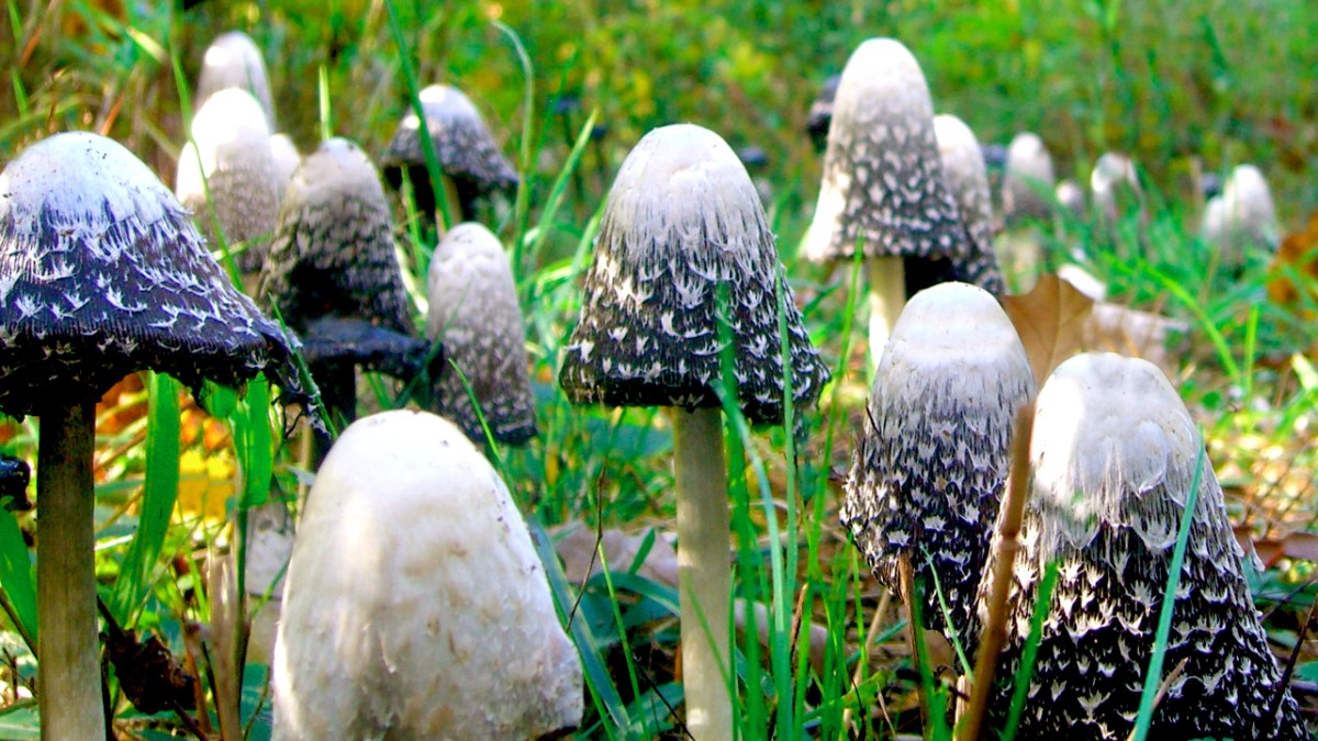 close up of fungi species