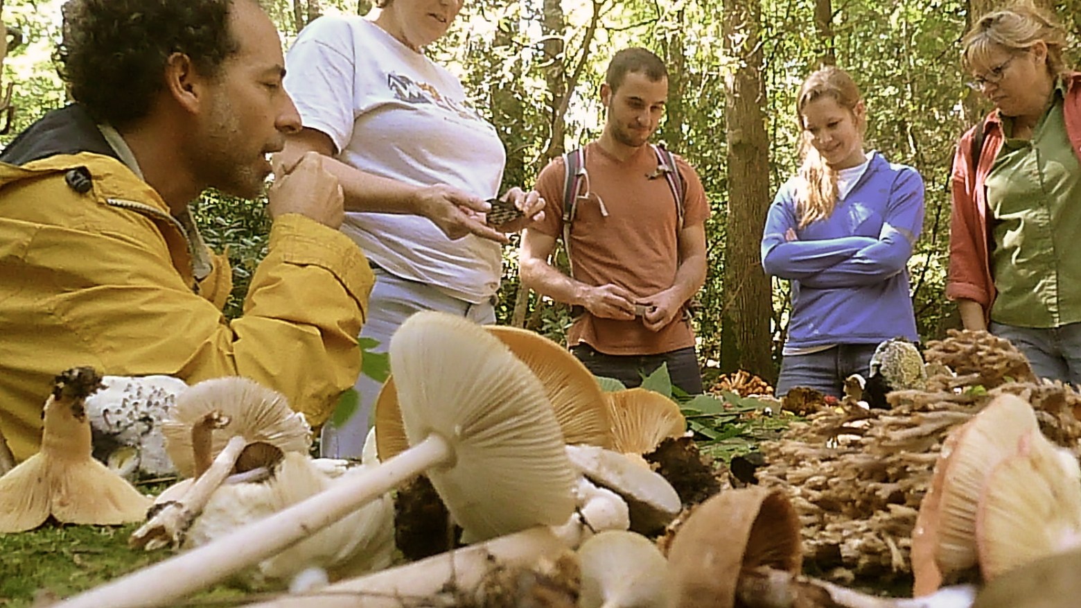 teaching facts about mushrooms