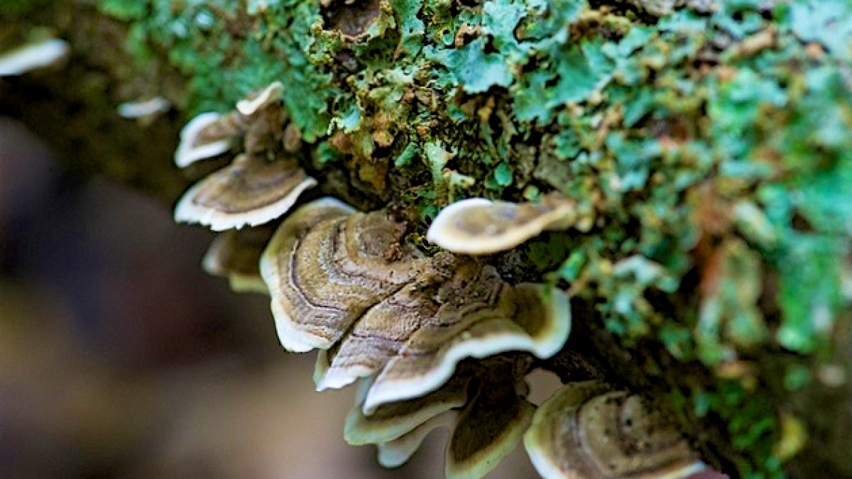 turkey fungi