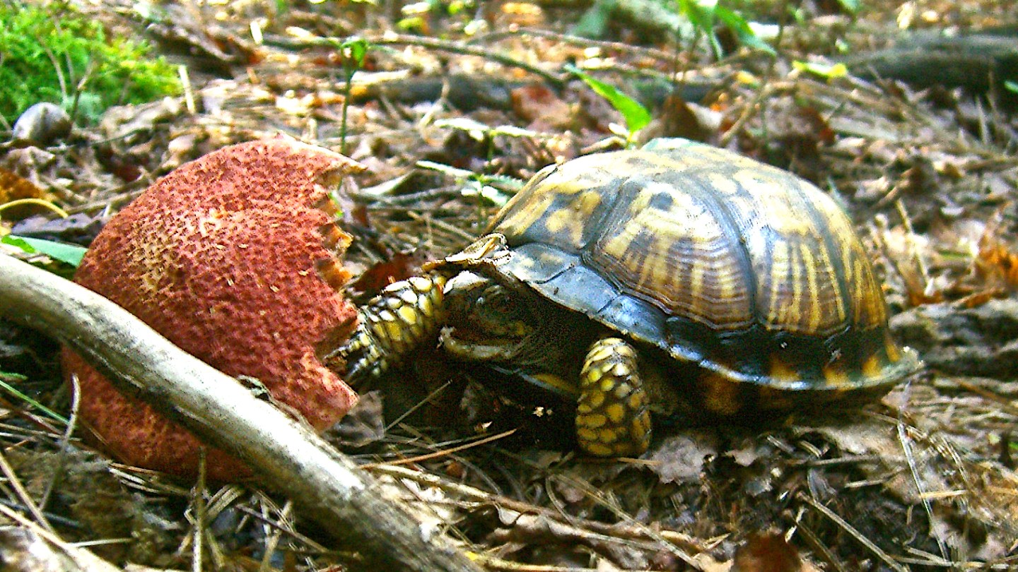 Turtle Mushroom Painted Bolete
