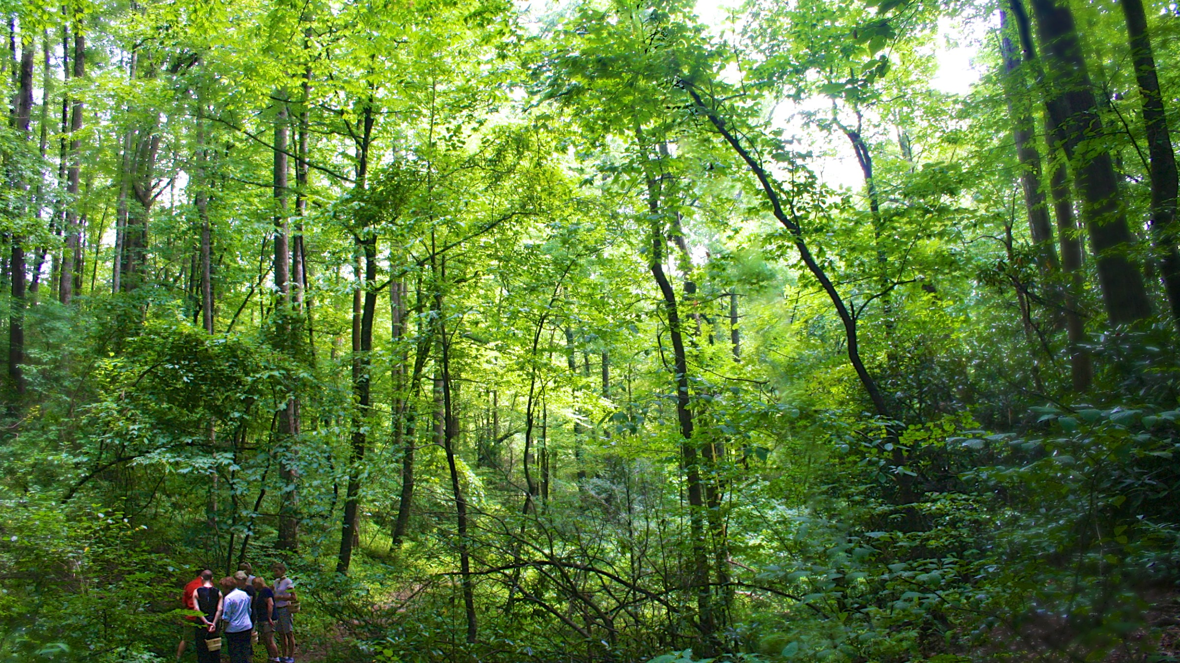 group meeting in open forest