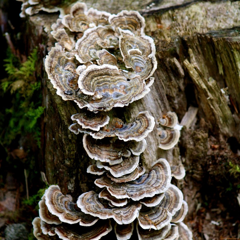 Turkey tail