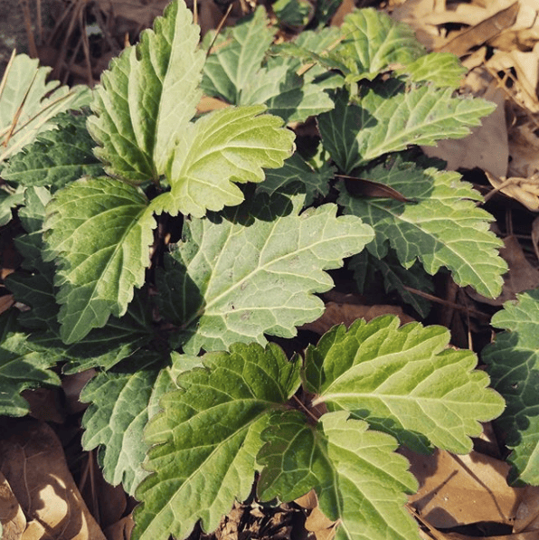 Toothwort Root Tooth Wort | No Taste Like Home