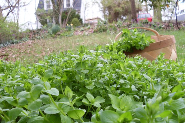 a close up of a flower garden